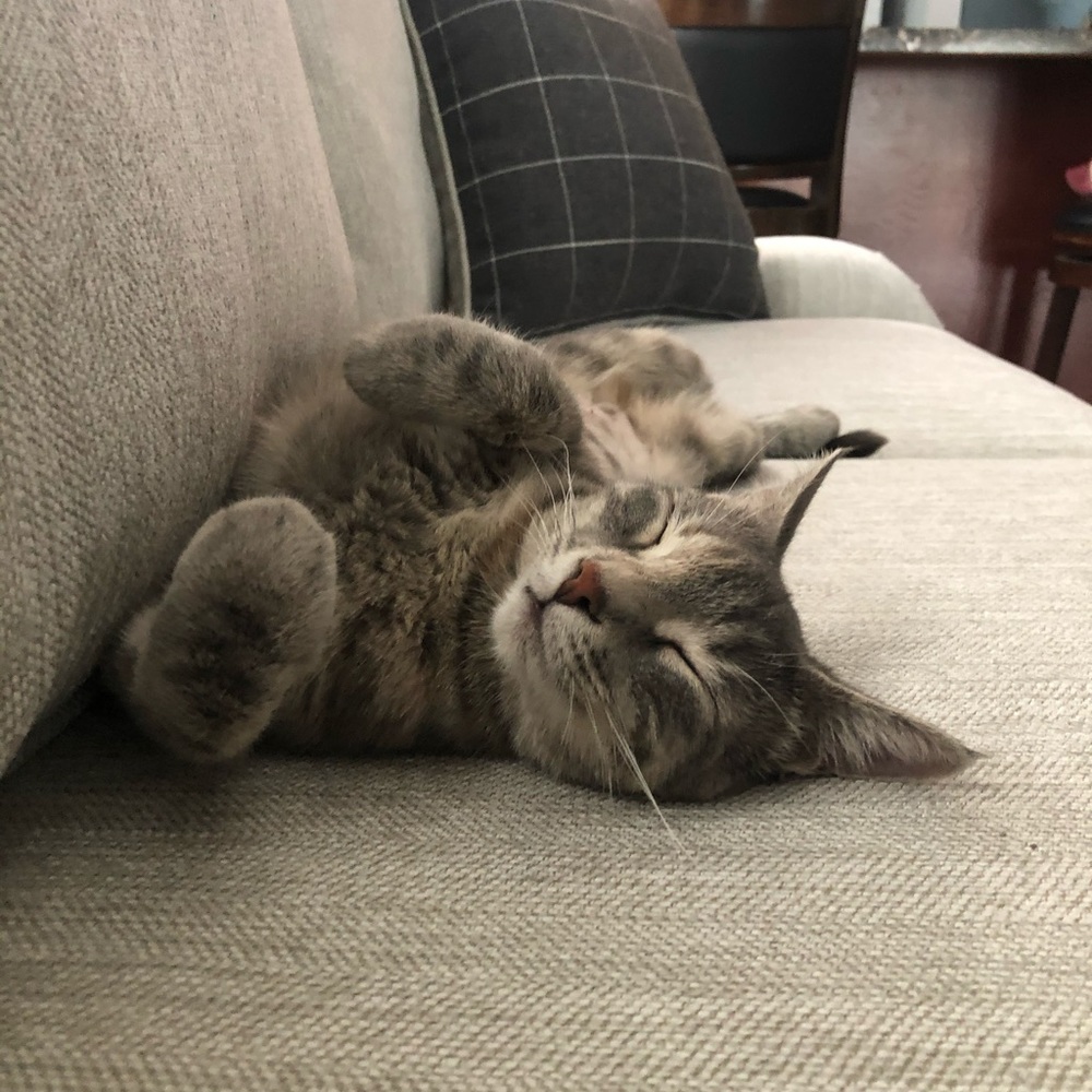 Meet your Posher, Afreen